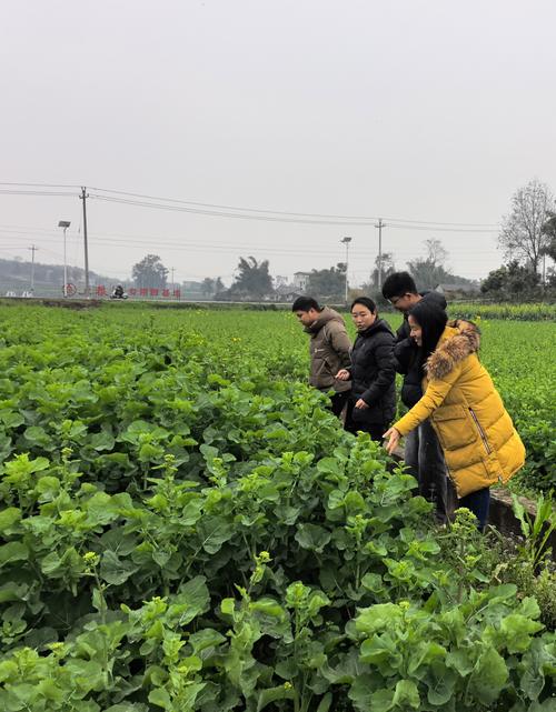 凝聚多方力量,中国农科院油菜产业专家团部署单产提升新任务
